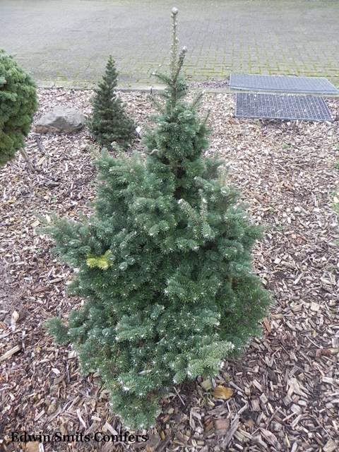 Abies balsamea 'Bear Swamp'